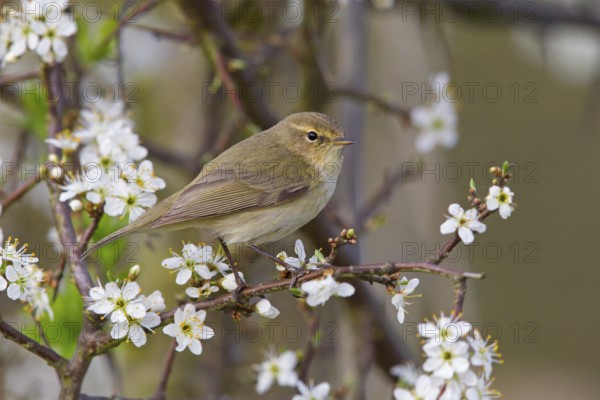 Common Chiffchaff (Phylloscopus collybita), Rhineland-Palatinate, Germany