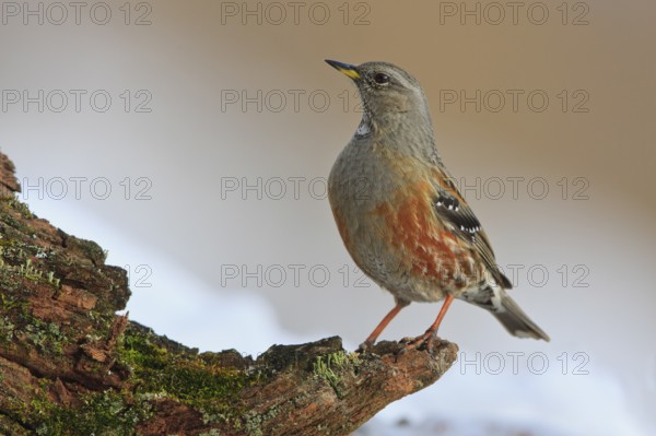 Alpine Accentor (Prunella collaris), Carinthia, Austria