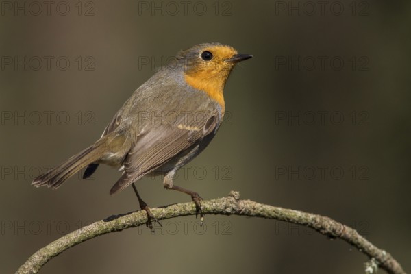 European Robin (erithacus rubecula) perched on a branch, Galicia, Spain