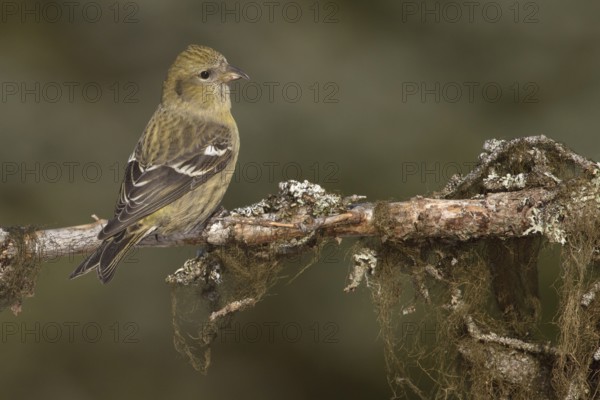 Two-barred Crossbill (Loxia leucoptera) female, Alaska, USA
