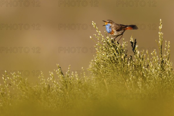 Bluethroat (Luscinia svecica cyanecula) male singing, Castile, Spain