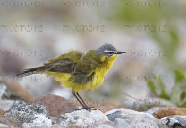 Western Yellow Wagtail (Motacilla flava), Mecklenburg-Western Pomerania, Germany