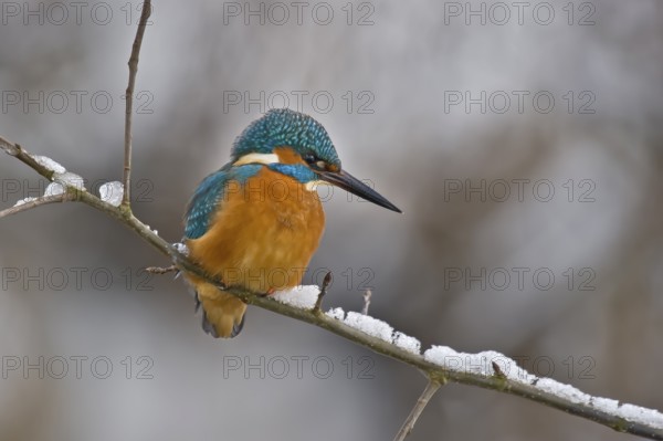 Common Kingfisher (Alcedo atthis) male, Bavaria, Germany