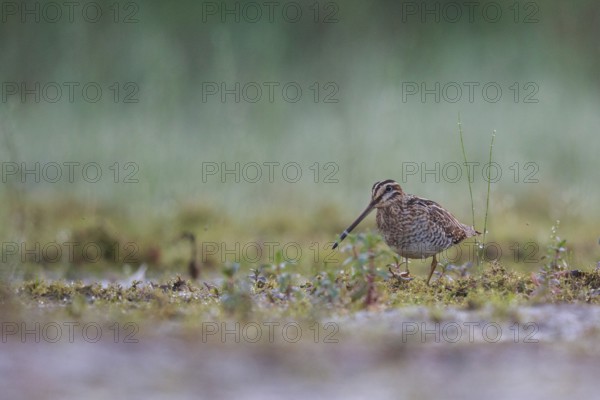 Common Snipe (Gallinago gallinago) foraging, North Rhine-Westphalia, Germany
