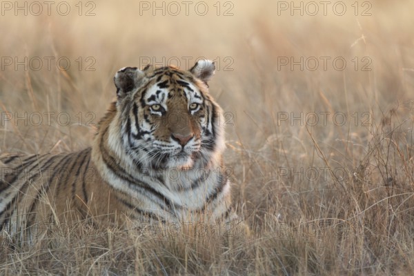 Bengal Tiger (Panthera tigris) adult portrait in morning light, captive, Philippolis, South Africa