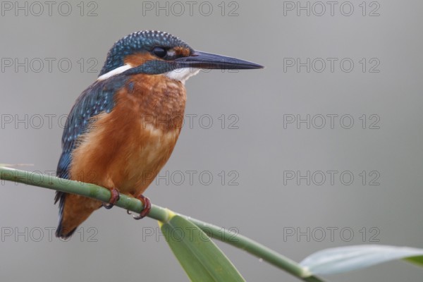 Common Kingfisher (Alcedo atthis) male perched on reed, North Rhine-Westphalia, Germany