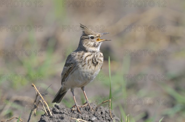 Haubenlerche (Galerida cristata) Crested Lark