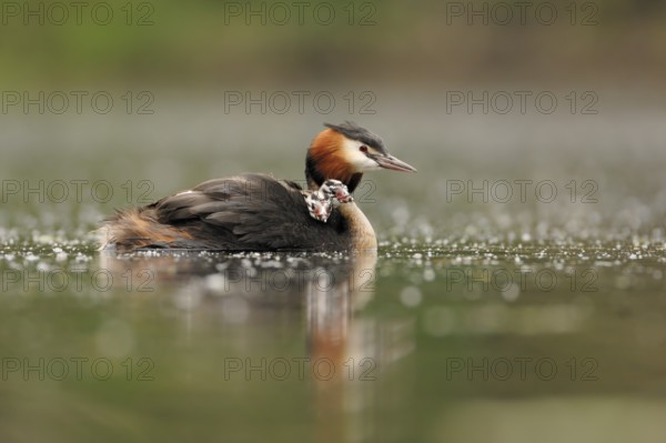 Great Crested Grebe (Podiceps cristatus) with juvenile, North Rhine-Westphalia, Germany