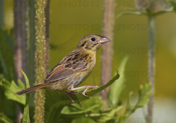 Henslow's Sparrow (Ammodramus henslowii) juvenile, Ohio, USA