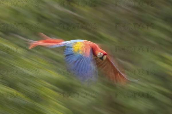Scarlet Macaw (Ara Macao), Costa Rica4