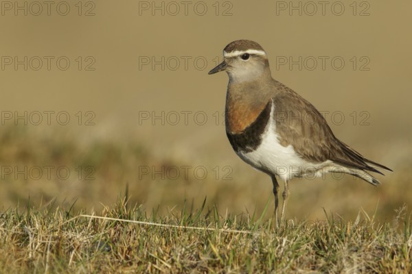 Rufous-chested Dotterel (Charadrius modestus) on the ground in the Falkland Islands