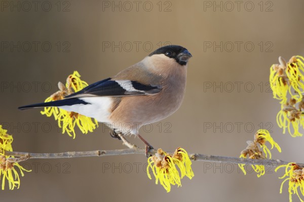 Eurasian Bullfinch (Pyrrhula pyrrhula) female, Carinthia, Austria