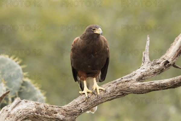 Harris's Hawk (Parabuteo unicinctus), Texas, USA