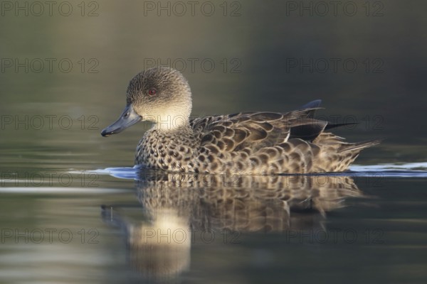 Grey Teal (Anas gracilis), Victoria, Australia