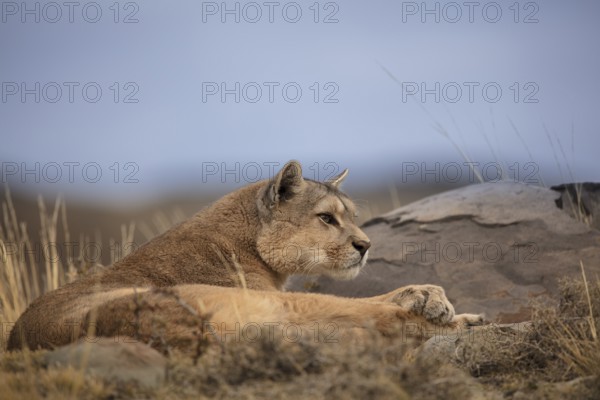Puma, Torres del Paine National Park, Chile