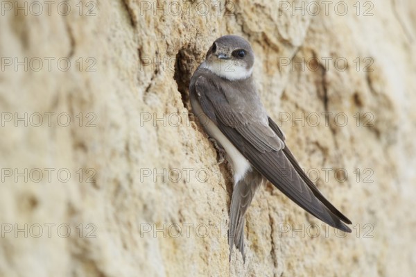 Sand Martin (Riparia riparia), North Rhine-Westphalia, Germany