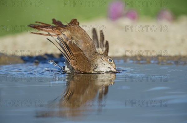 Common Nightingale (Luscinia megarhynchos) bathing in waterhole, Aosta Valley, Italy