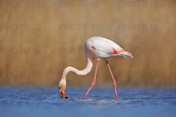 Greater Flamingo, Phoenicopterus ruber, beautiful pink big bird in dark blue water, with evening sun, reed in the background, animal in the nature habitat, Camargue, France. Wildlife scene from nature