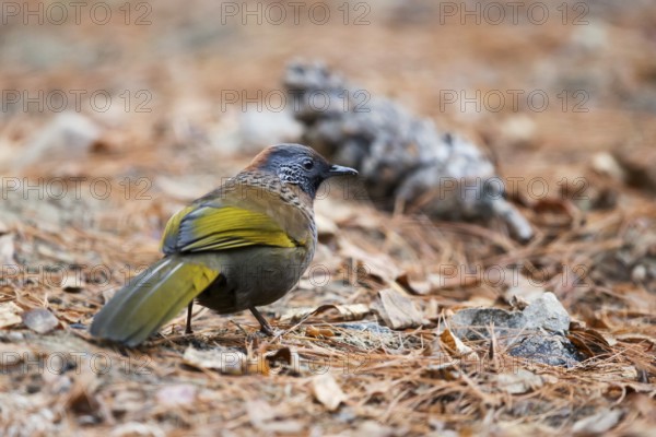 Chestnut-crowned Laughingthrush (Trochalopteron erythrocephalum nigrimentum) perched on the ground, Paro, Bhutan