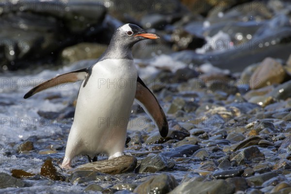 Gentoo Penguin (Pygoscelis papua) perched on a rocky beach on South Georgia Island