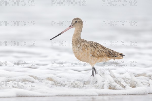 Marbled Godwit (Limosa fedoa) foraging at shoreline, California, USA