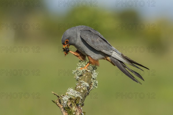 Red-Footed Falcon (Falco vespertinus), adult male eating a cricket, Galicia, Spain