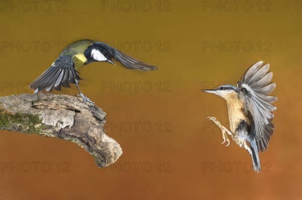 Eurasian Nuthatch & Great Tit (Sitta europaea & Parus major) Eurasian Nuthatch landing on a branch chasing a Great Tit, Aosta Valley, Italy