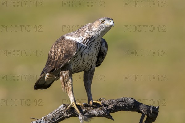 Bonelli's Eagle (Aquila fasciata) male, Andalusia, Spain