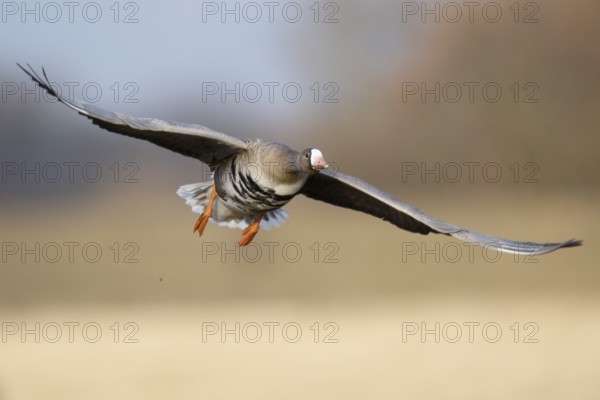 Greater White-fronted Goose (Anser albifrons) flying, North Rhine-Westphalia, Germany