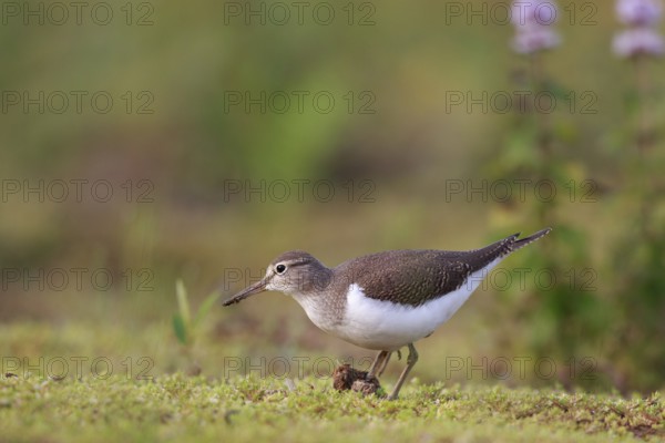Common Sandpiper (Actitis hypoleucos) foraging, North Rhine-Westphalia, Germany