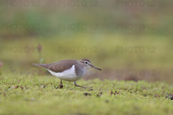 Common Sandpiper (Actitis hypoleucos) foraging, North Rhine-Westphalia, Germany