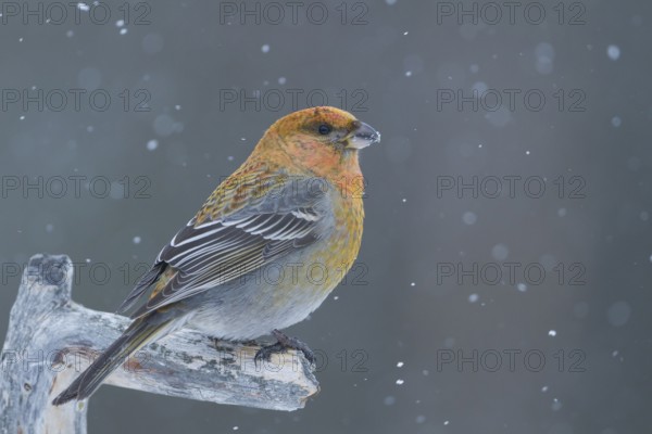 Pine Grosbeak - Hakengimpel - Pinicola enucleator, Finland