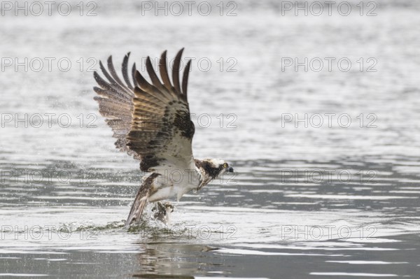 Western Osprey (Pandion haliaetus), Poland