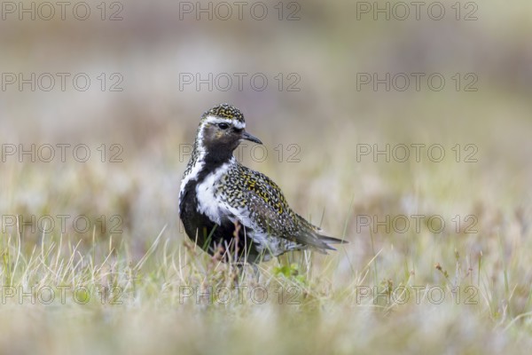 European golden plover, Eurasian golden plover (Pluvialis apricaria) male in breeding plumage on the tundra in spring, Jämtland, Sweden, Scandinavia