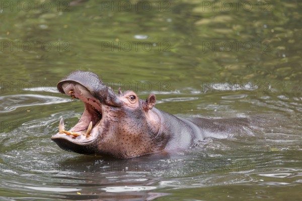 An adult male hippopotamus (Hippopotamus amphibius) shows aggression and defends its territory