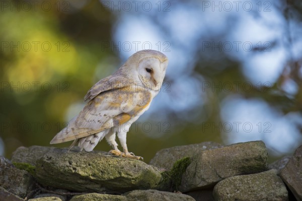 Western Barn Owl (Tyto alba), Lower Saxony, Germany