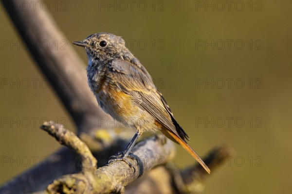 Redstart (Phoenicurus phoenicurus) Germany
