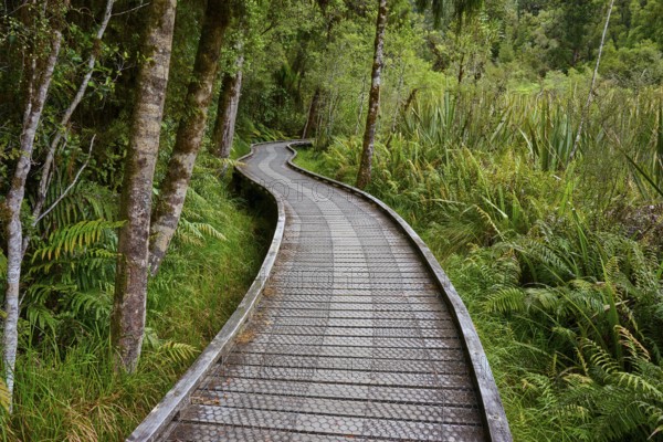 A winding wooden path runs through a green forest with lush fern growth, summer, Lake Matheson, Fox Glacier, South Island, New Zealand