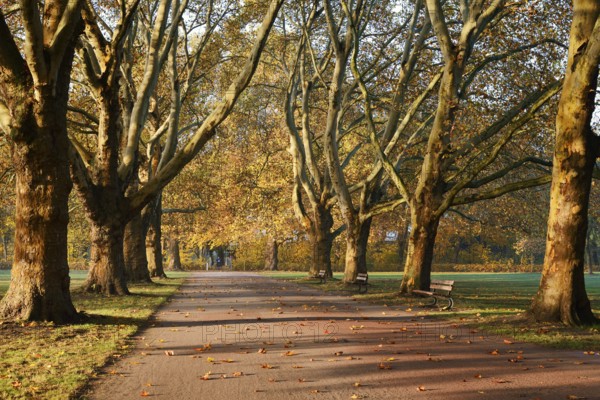 Path and common plane tree or Platanus × acerifolia (Platanus x hispanica, Platanus × acerifolia, Platanus × hybrida) in autumn, Platanenallee, Hamm, North Rhine-Westphalia, Germany