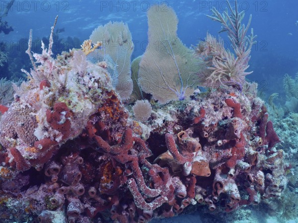 Brown tube sponge (Agelas conifera), diverse corals and plants form an underwater habitat. Dive site John Pennekamp Coral Reef State Park, Key Largo, Florida Keys, Florida, USA