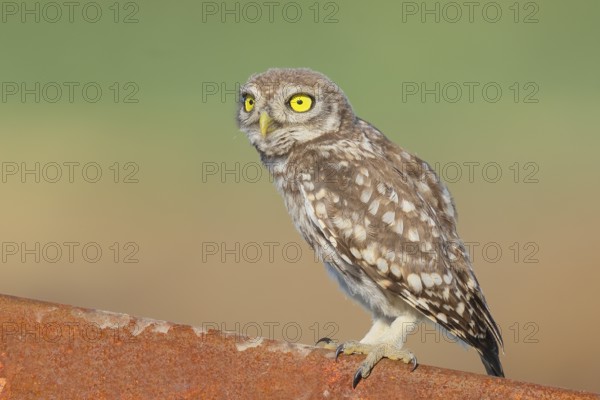 Little owl (Athene noctua) young bird sitting on an iron girder, endangered bird species in Central Europe, wildlife, owl, owl, HANSAG, Lake Neusiedl, Burgenland, Austria
