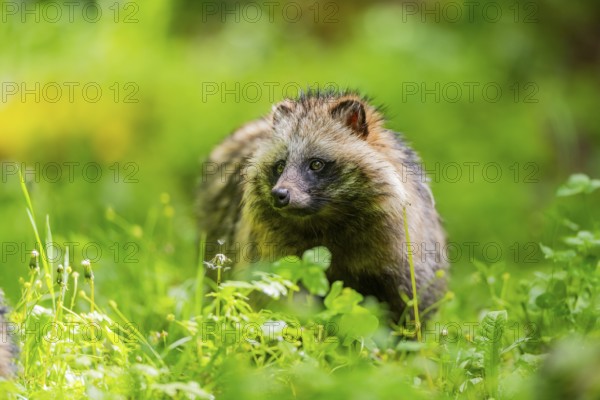 Common raccoon dog (Nyctereutes procyonoides) standing in the grass, Bavaria, Germany