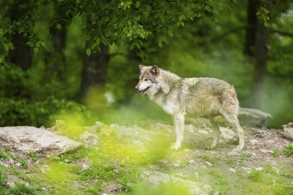 Eastern wolf (Canis lupus lycaon) standing on a little hill, Bavaria, Germany