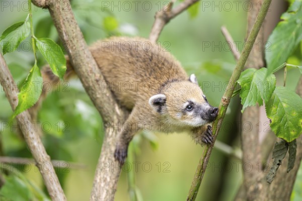South American coati (Nasua nasua) youngster klimbing a little tree, captive, Zoo Augsburg