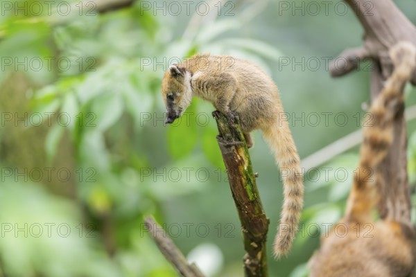 South American coati (Nasua nasua) youngster klimbing a little tree, captive, Zoo Augsburg