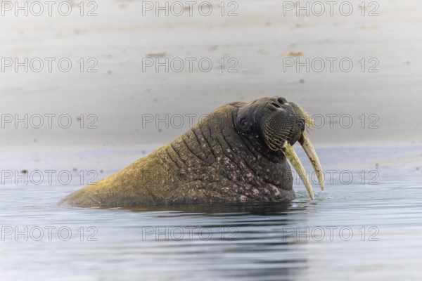 Walrus (Rosmarus arcticus) in water, Mammals (Mammalia), Gravnesodden, Spitsbergen, Svalbard