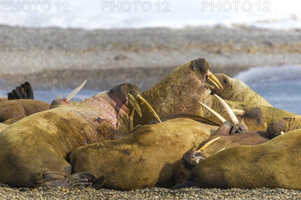 Group of walruses (Rosmarus arcticus) on the beach, Mammals (Mammalia), Eolusneset, Spitsbergen, Svalbard