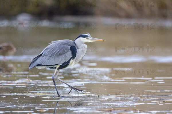 Grey heron (Ardea cinerea) Germany