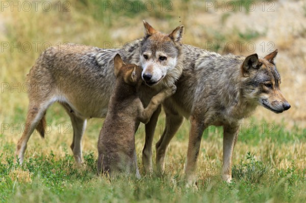 Puppy shows affection to adult wolves in a natural environment, Timberwolf, wolf, American wolf, (Canis lupus lycaon), puppy, Germany