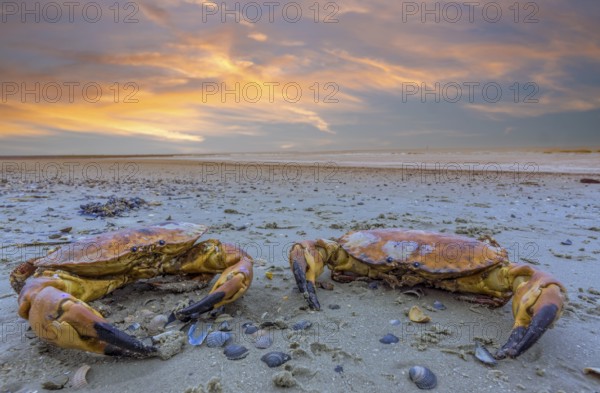 Krabben Abendrot Norderney Germany